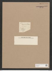 Diatomeae indet. Zeichnungen Sammlung Grunow Nr. 1440 (NHMW-BOT-W0368426)